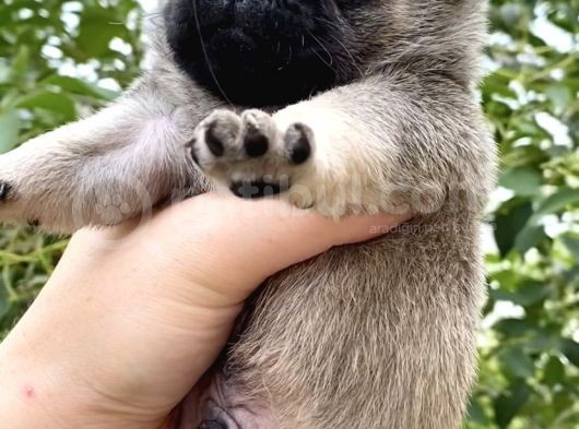 Krem Pug Yavrular Mevcut görsel