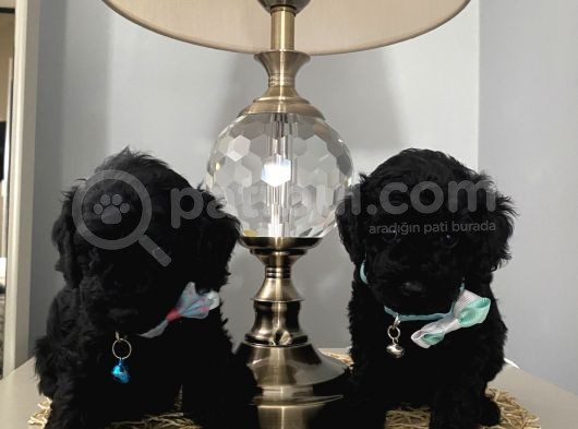 Red Brown Toypoodle Bebi̇şler görsel