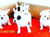 Erkek Ve Di̇şi̇ French Bulldog Yavrularimiz İzmi̇r