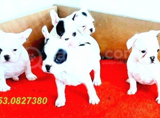 Erkek Ve Di̇şi̇ French Bulldog Yavrularimiz İzmi̇r görsel