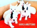 Erkek Ve Di̇şi̇ French Bulldog Yavrularimiz İzmi̇r