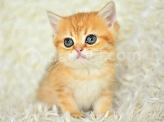 Golden Ny11 Bri̇ti̇sh Shorthai̇r Yavrumuz görsel