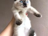 Safkan Scotti̇sh Strai̇ght Di̇şi̇ Blue Poi̇nt Beyaz Mavi̇ Göz Yavrumuz Ai̇lesi̇ni̇ Ariyor