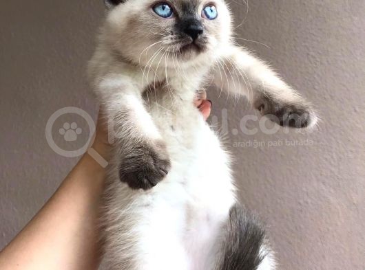 Safkan Scotti̇sh Strai̇ght Di̇şi̇ Blue Poi̇nt Beyaz Mavi̇ Göz Yavrumuz Ai̇lesi̇ni̇ Ariyor görsel