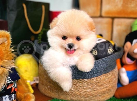 Aa Kalite Safkan  Pomeranian Oğlumuz