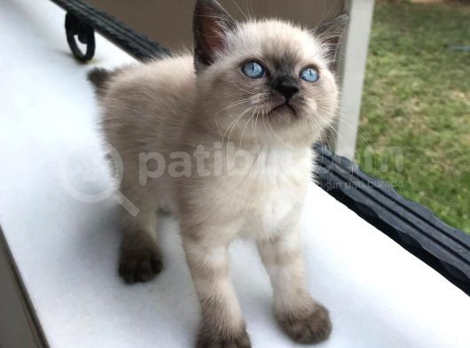 Safkan Scotti̇sh Strai̇ght Di̇şi̇ Blue Poi̇nt Beyaz Mavi̇ Göz Yavrumuz Ai̇lesi̇ni̇ Ariyor görsel