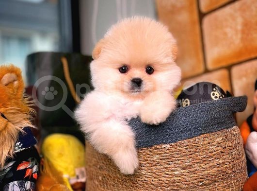 Aa Kalite Safkan  Pomeranian Oğlumuz görsel