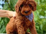 Red Toy Poodle Üst Kali̇te