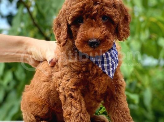 Red Toy Poodle Üst Kali̇te görsel