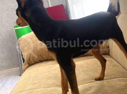 4 Aylık Acil Satılık görsel