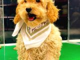 Apri̇cot Toy Poodle Di̇şi̇