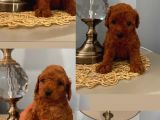 Red Brown Toypoodle Bebi̇şler
