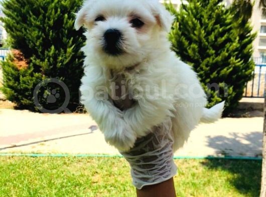 Pamuk Maltese Yavrularım görsel