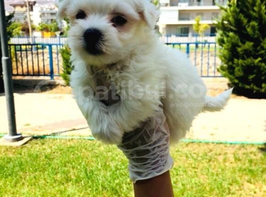 Pamuk Maltese Yavrularım görsel
