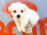Karbeyaz Maltese Terrier Bebeklerim