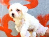 Karbeyaz Maltese Terrier Bebeklerim
