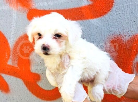 Karbeyaz Maltese Terrier Bebeklerim görsel