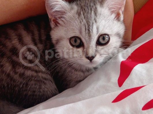 Eşyalarıyla British Silver Tabby görsel