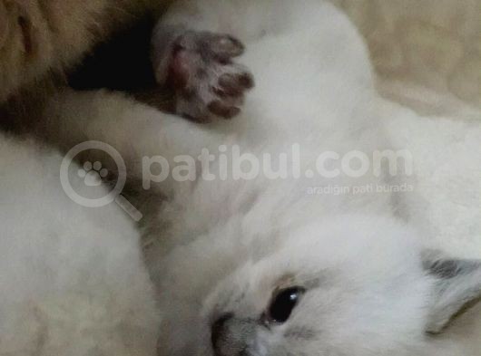 Dişi Ve Erkek Yavrularımız görsel