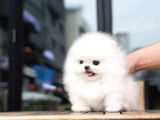 Ayı Surat Pomeranian Boo Yavrularımız