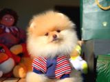 Aa Kalite Safkan  Pomeranian Oğlumuz