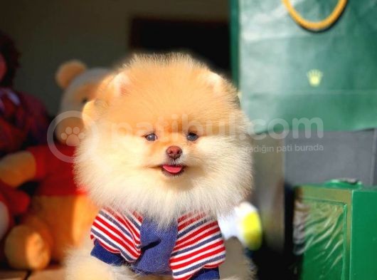 Aa Kalite Safkan  Pomeranian Oğlumuz