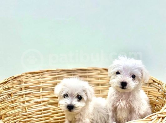Muhteşem Yüzlü Terrier Kızlar görsel