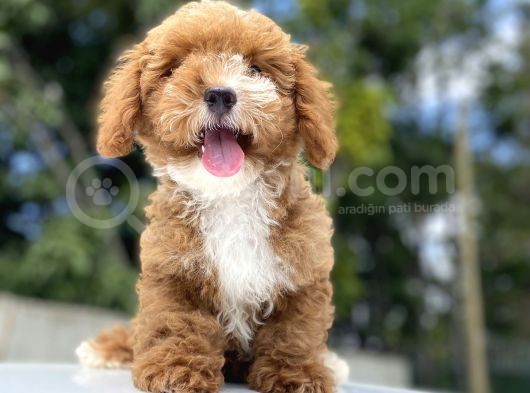 Red Orji̇nal Malti̇poo Bebekler görsel