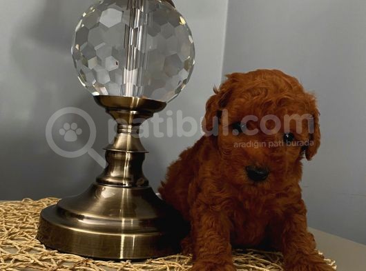 Ev Ortaminda Doğan Poodle Bebekler görsel