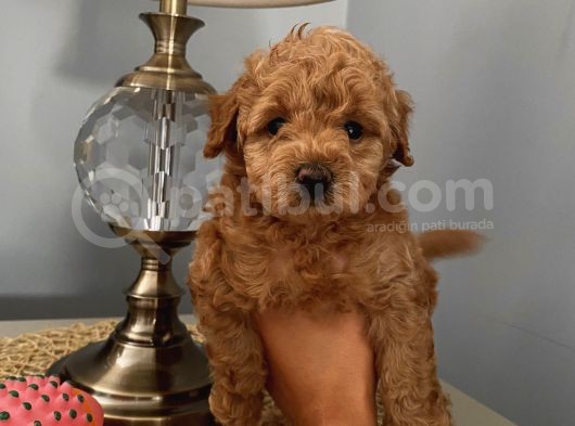 Ev Ortaminda Doğan Poodle Bebekler görsel