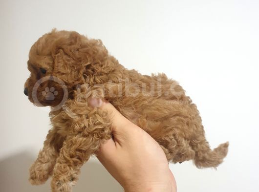 Ori̇ji̇nalik Ve Irk Garantili Toy Poodle Yavrumuz görsel