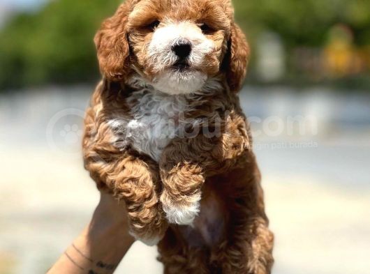 Dünya Tatlisi Show Kalite Toy Poodle Yavrumuz görsel