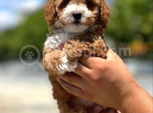 Dünya Tatlisi Show Kalite Toy Poodle Yavrumuz