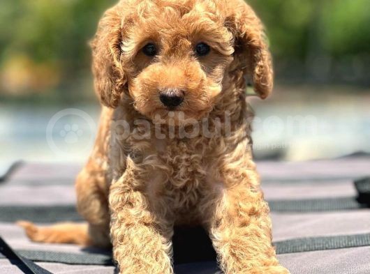 Saglik Ve Irk Garanti̇li̇ Toy Poodle Yavrularimiz görsel