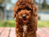 Üst Düzey Kalitedeki Show Class Toy Poodle Bebegimiz