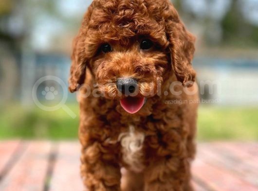 Üst Düzey Kalitedeki Show Class Toy Poodle Bebegimiz görsel