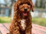 Üst Düzey Kalitedeki Show Class Toy Poodle Bebegimiz