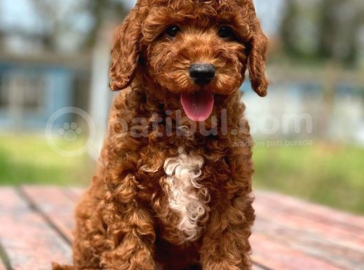 Üst Düzey Kalitedeki Show Class Toy Poodle Bebegimiz görsel