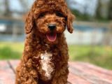 Üst Düzey Kalitedeki Show Class Toy Poodle Bebegimiz