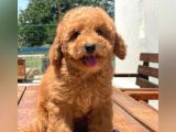 Kore Asilli Show Kalite  Toy Poodle Yavrumuz