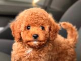 A Kalite Orjinal Red Toy Poodle Yavrularimiz
