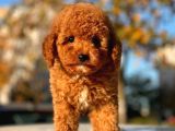 A Kalite Orjinal Red Toy Poodle Yavrularimiz