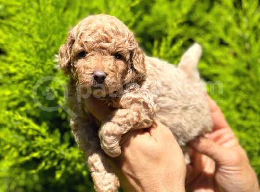Üst Düzey Kalitedeki Show Class Toy Poodle Bebegimiz görsel