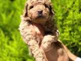 Üst Düzey Kalitedeki Show Class Toy Poodle Bebegimiz