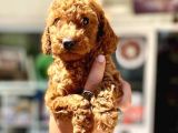 Show Duzey Red Toy Poodle Yavrumuz