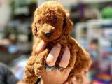 Show Duzey Red Toy Poodle Yavrumuz