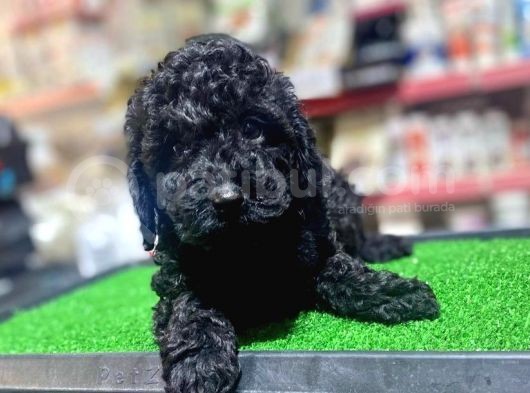 A Kalite Dark Si̇lver Toy Poodle Yavrularimiz görsel