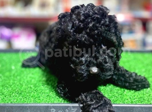A Kalite Dark Si̇lver Toy Poodle Yavrularimiz görsel