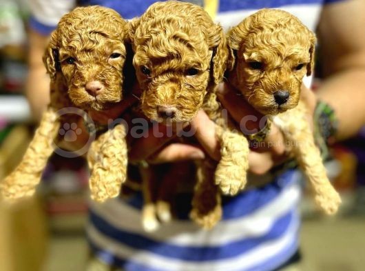 Gercek Red Show Kalite Toy Poodle Yavrulari̇mi̇z görsel