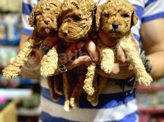 Gercek Red Show Kalite Toy Poodle Yavrulari̇mi̇z görsel